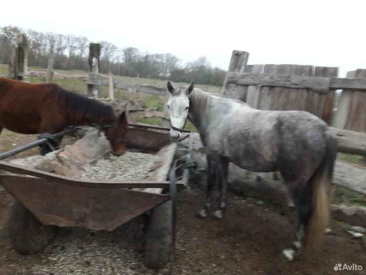 Продажа лошадей в Краснодарском крае. Купить лошадей брянском области