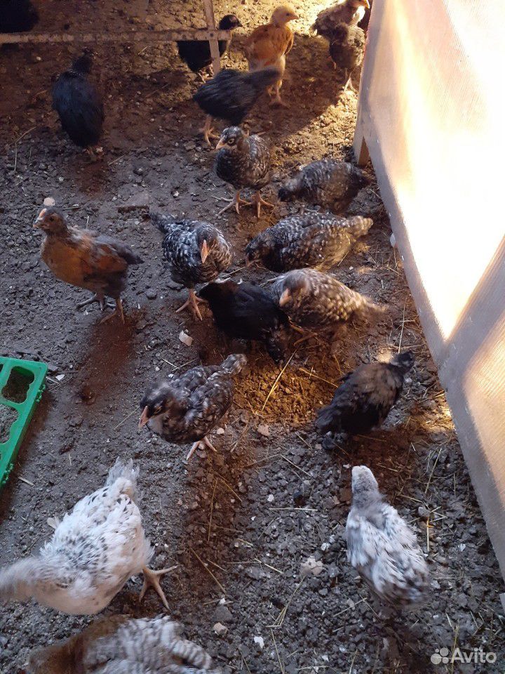 Куриные цыплята купить на Зозу.ру - фотография № 2