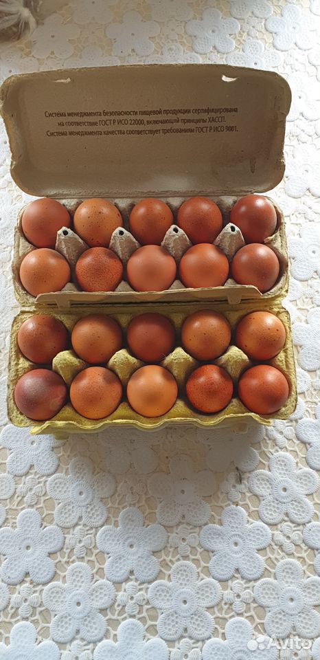 Яйцо инкубационное маран черно-медный купить на Зозу.ру - фотография № 2