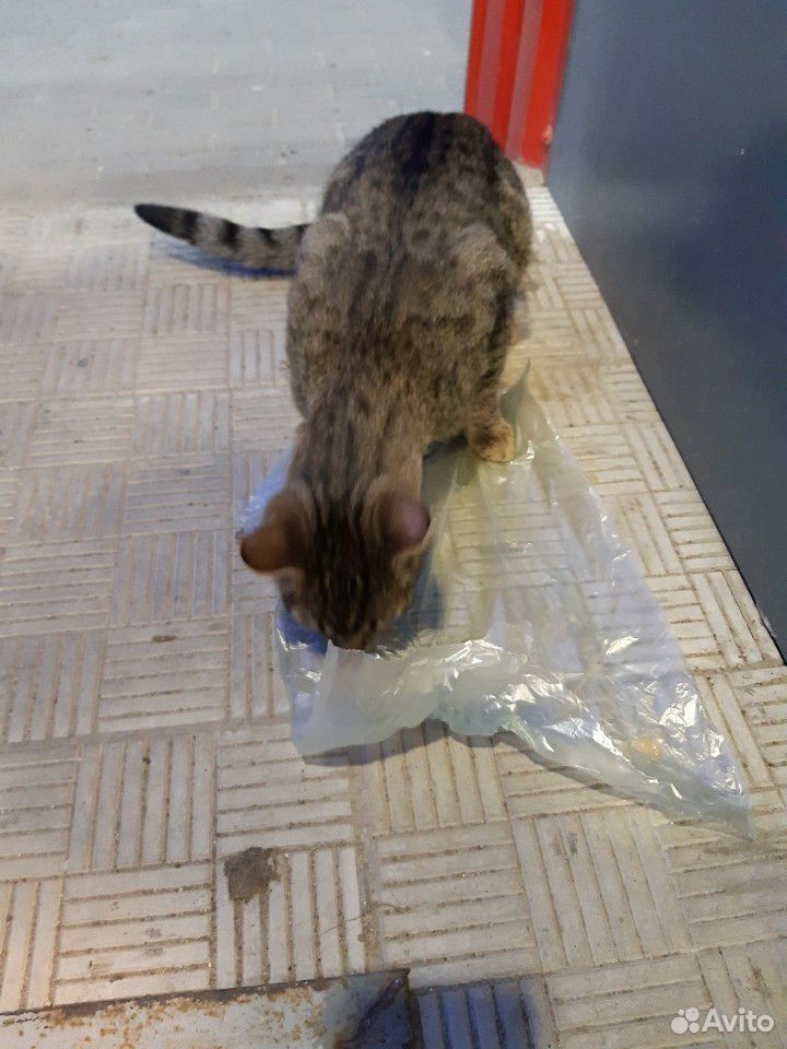 Отдается молодой котик купить на Зозу.ру - фотография № 2