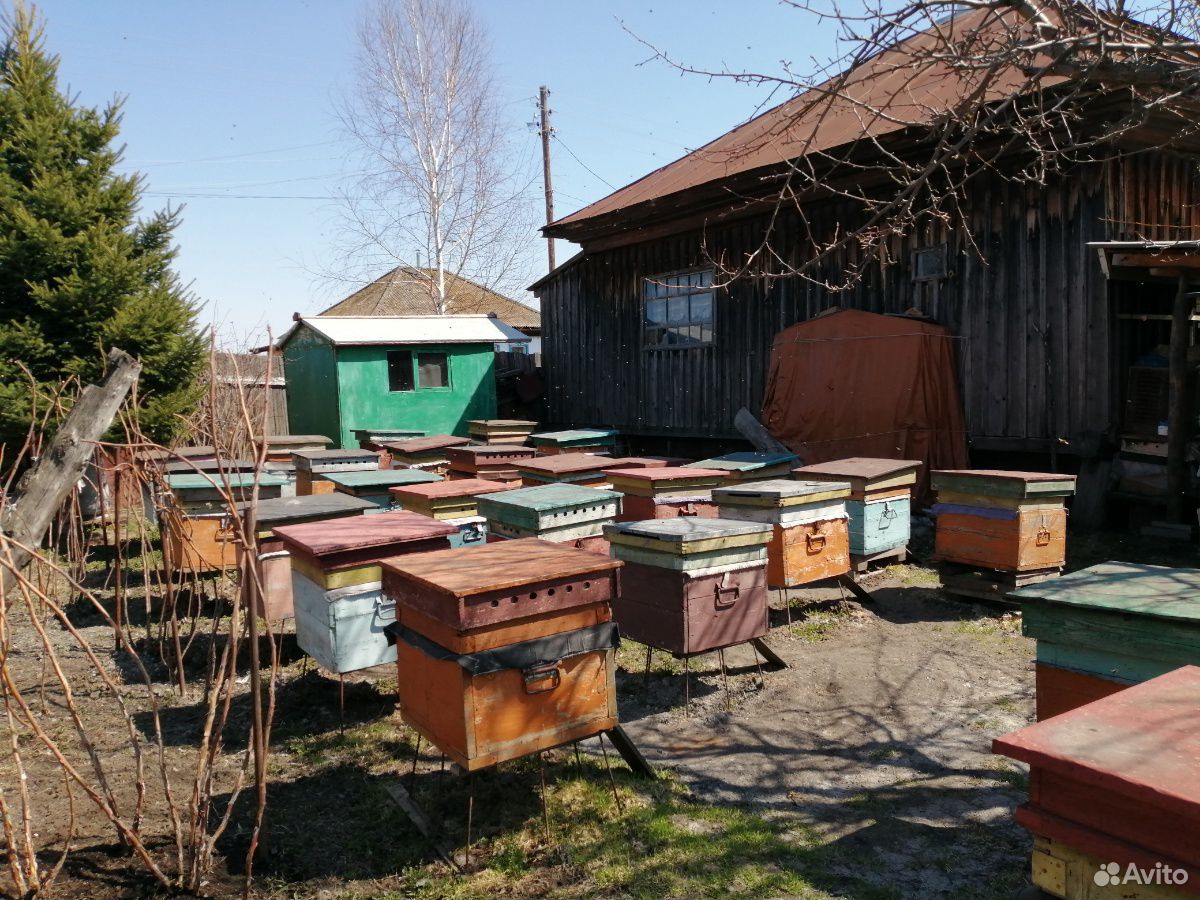 Пчелы семии с ульями купить на Зозу.ру - фотография № 1