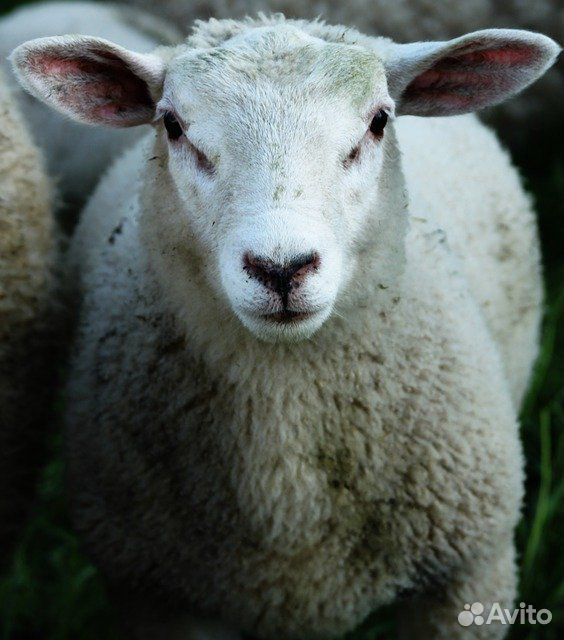 Овца и 2 ягнёнка купить на Зозу.ру - фотография № 1
