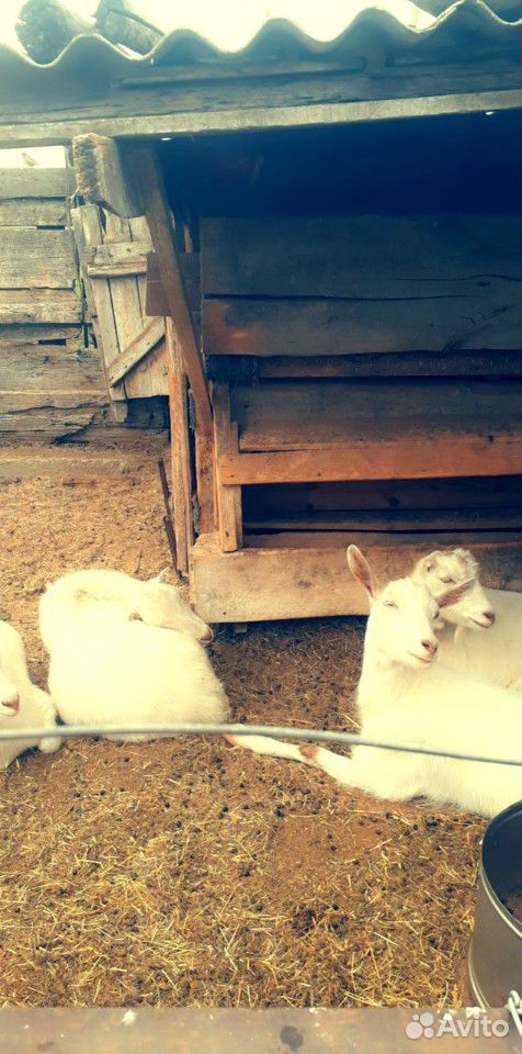Козлята породы ламанча,и козлы на мясо.5тысячь купить на Зозу.ру - фотография № 3