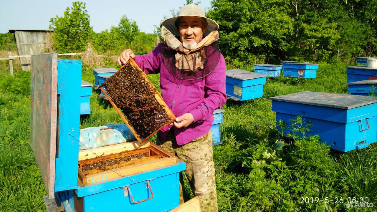 Продам 15 пчел. семей и 30 унитаров(кубаконт) купить на Зозу.ру - фотография № 3