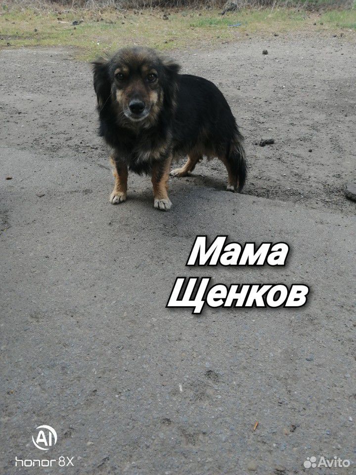 Отдам щенков купить на Зозу.ру - фотография № 6