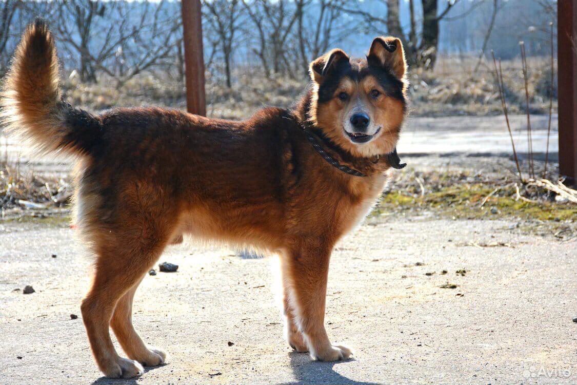 Рыжик пёс кобель собака купить на Зозу.ру - фотография № 3