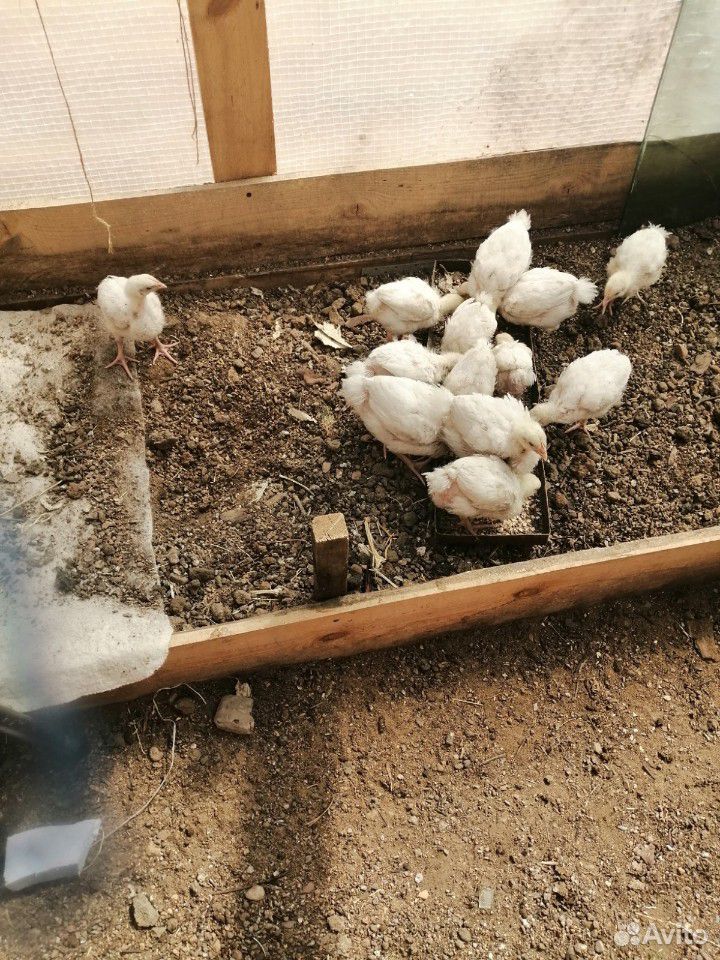 Цыплята бройлерные(1мес) купить на Зозу.ру - фотография № 4
