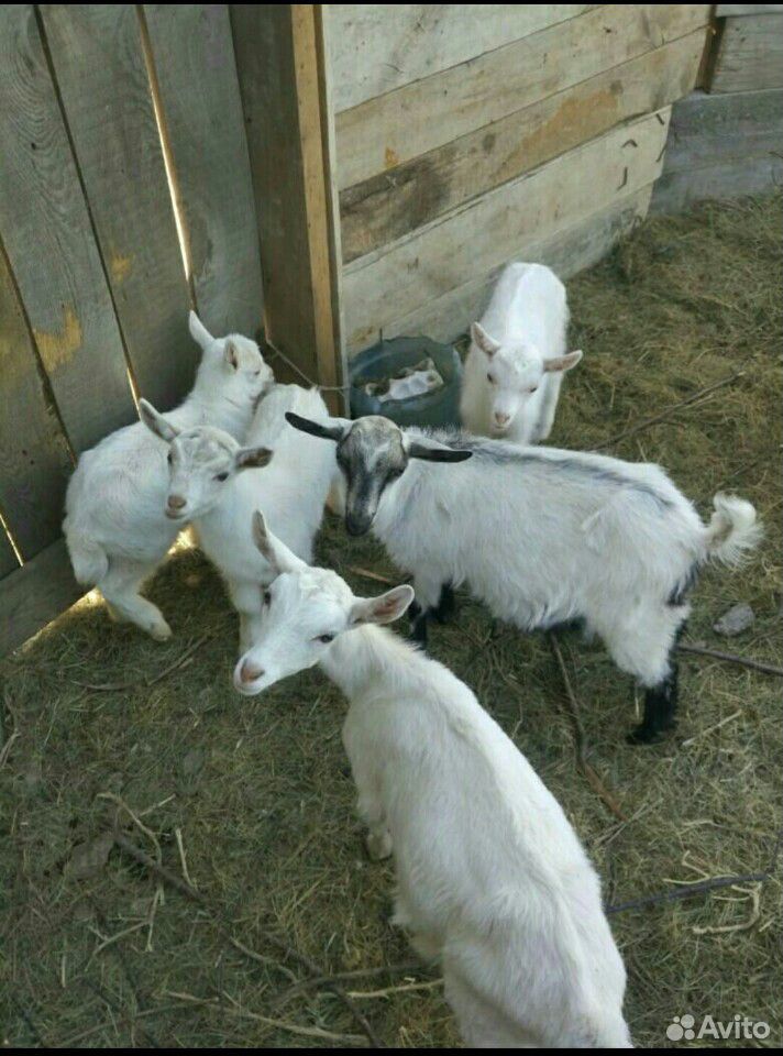 Обезроживание коз, козлят купить на Зозу.ру - фотография № 1