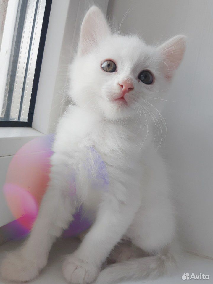Котята белого окраса, зеленоглазые м+ж купить на Зозу.ру - фотография № 3