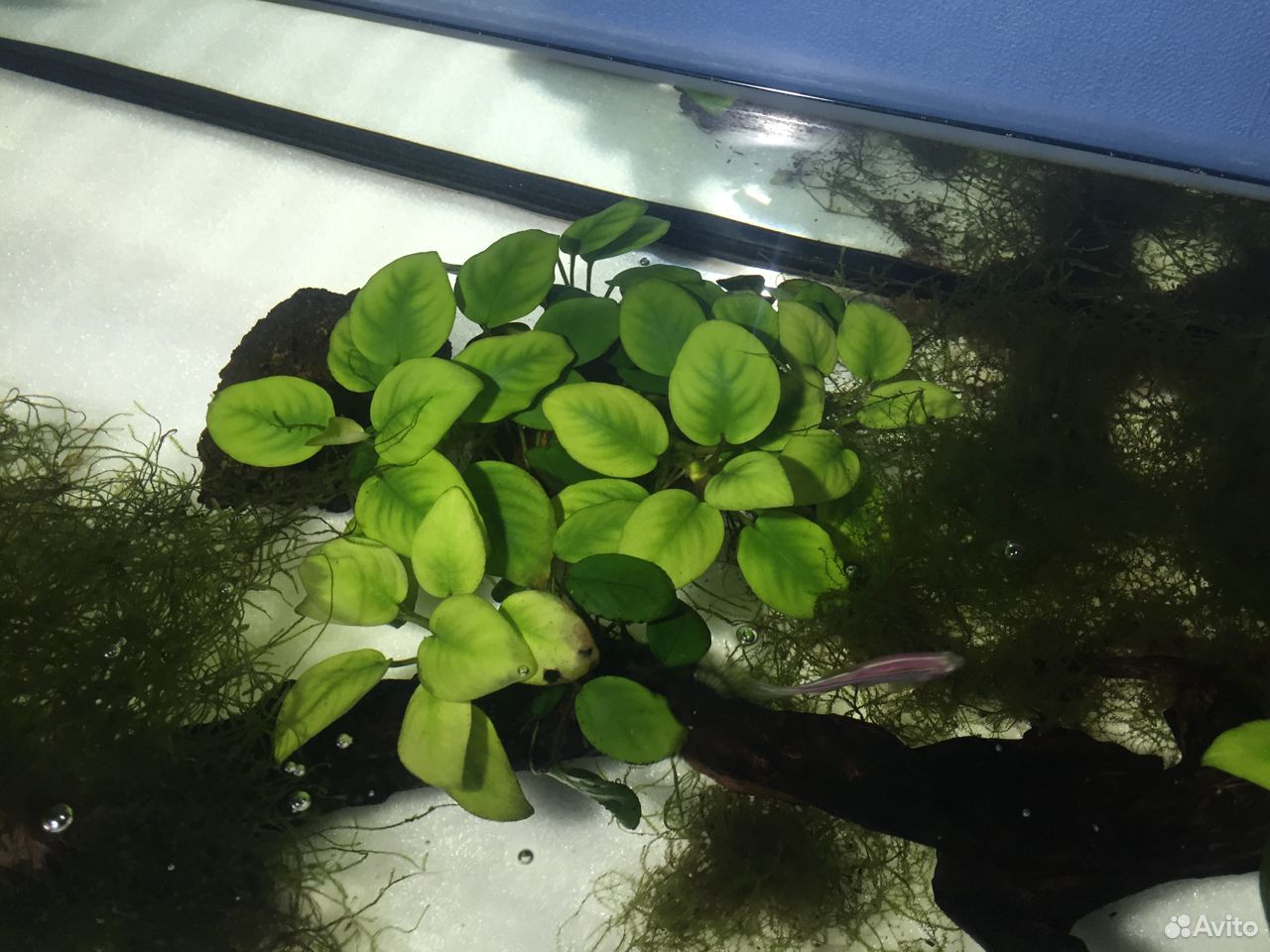 Анубиас, роталла, растения в аквариум купить на Зозу.ру - фотография № 5
