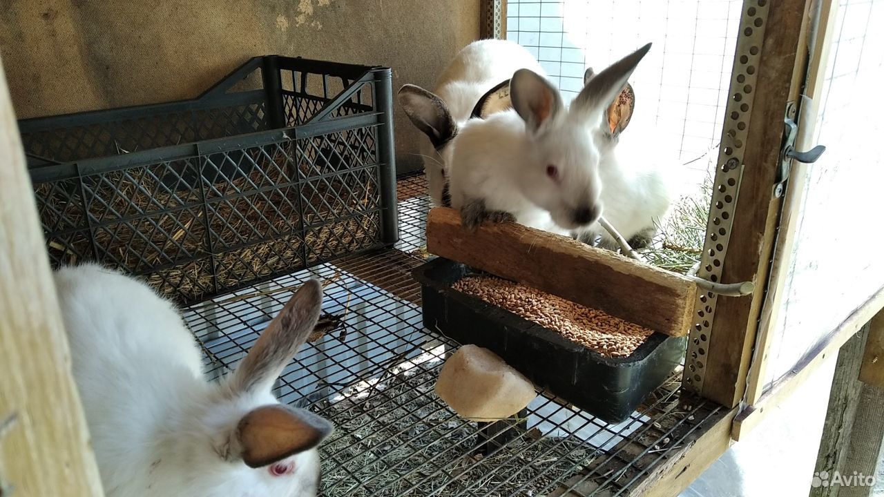 Кролики калифорнийцы купить на Зозу.ру - фотография № 4