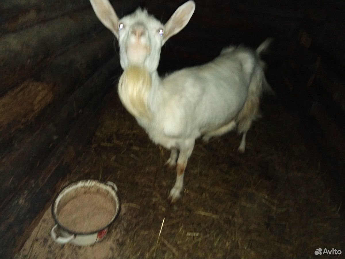 Продаются дойные козы и молодняк возраст 5 месяцев купить на Зозу.ру - фотография № 2