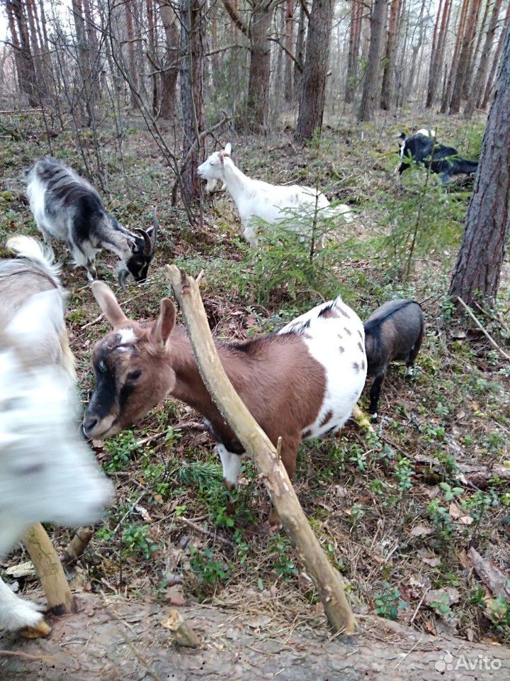Камерунские козы купить на Зозу.ру - фотография № 3