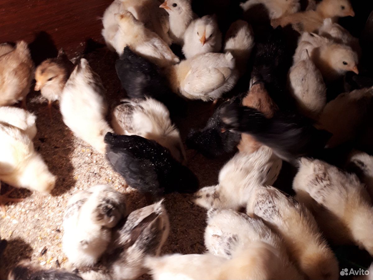 Цыплята домашние покрошенные купить на Зозу.ру - фотография № 2