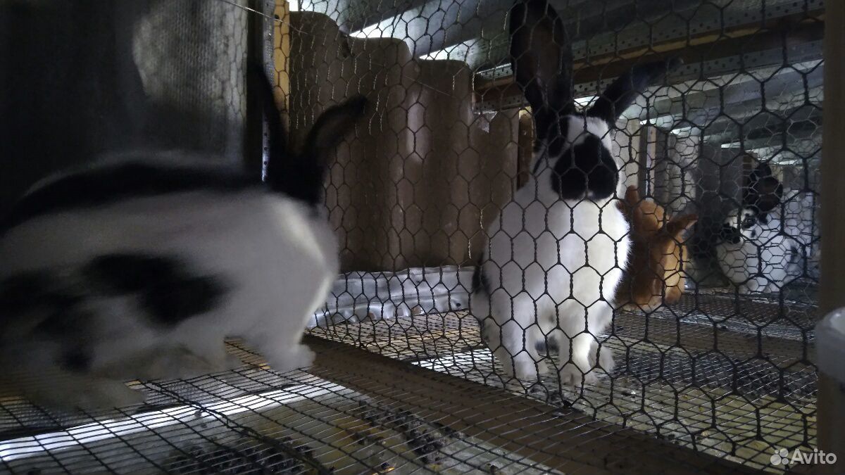 Кролики нпв купить на Зозу.ру - фотография № 1