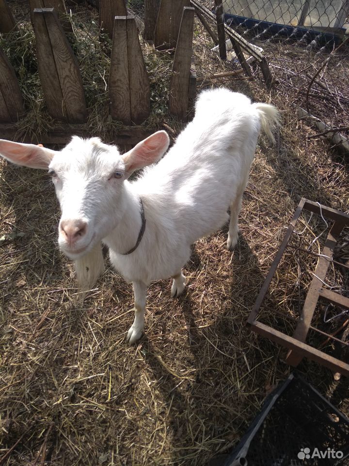 Продаются зааненские козы, козлята купить на Зозу.ру - фотография № 8