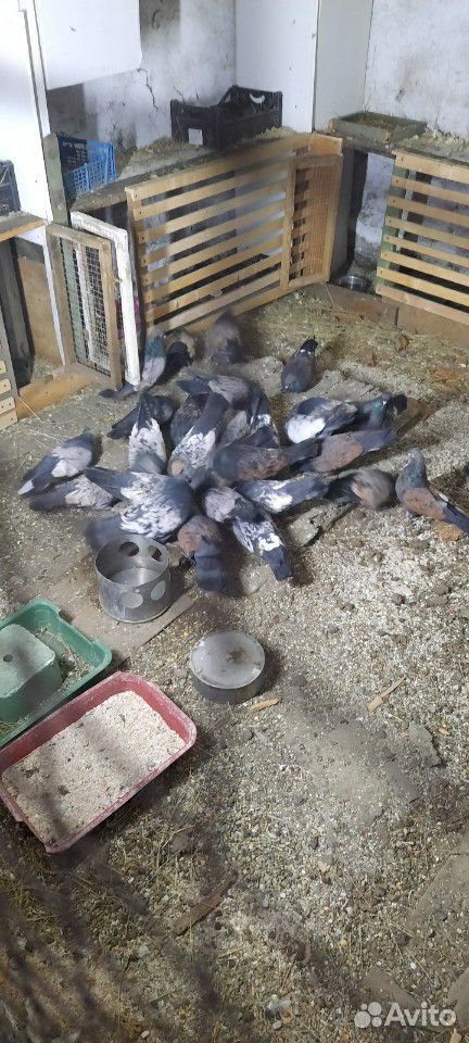Продам кировоградских голубей купить на Зозу.ру - фотография № 8
