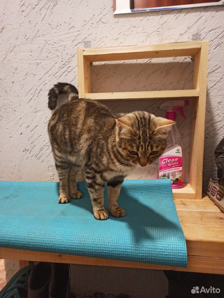 Кошка и два кота купить на Зозу.ру - фотография № 1