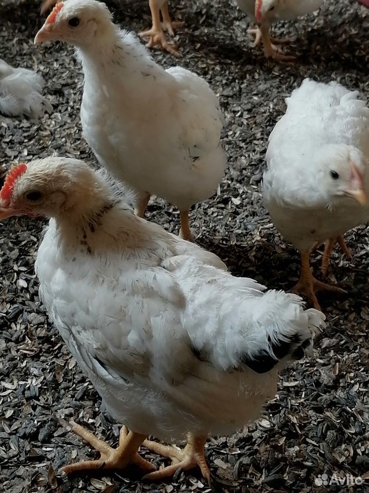 Цыплята серебристые домашние купить на Зозу.ру - фотография № 2