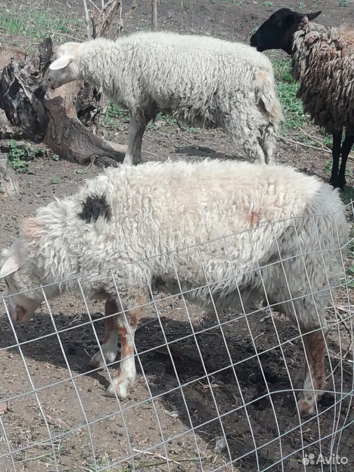 Котные овцы, молодые ягнята купить на Зозу.ру - фотография № 5
