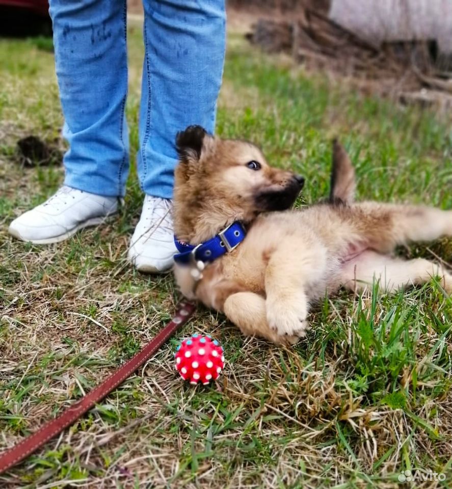 Классный щенок по имени Баффи купить на Зозу.ру - фотография № 4