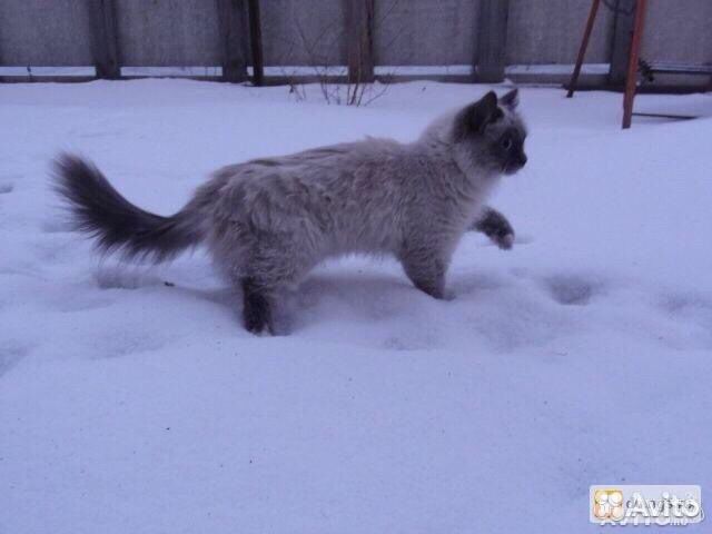 вязка кошка не подпускает кота