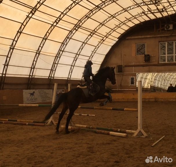 Спортивная лошадь под детей: обмен на пони-класс купить на Зозу.ру - фотография № 3