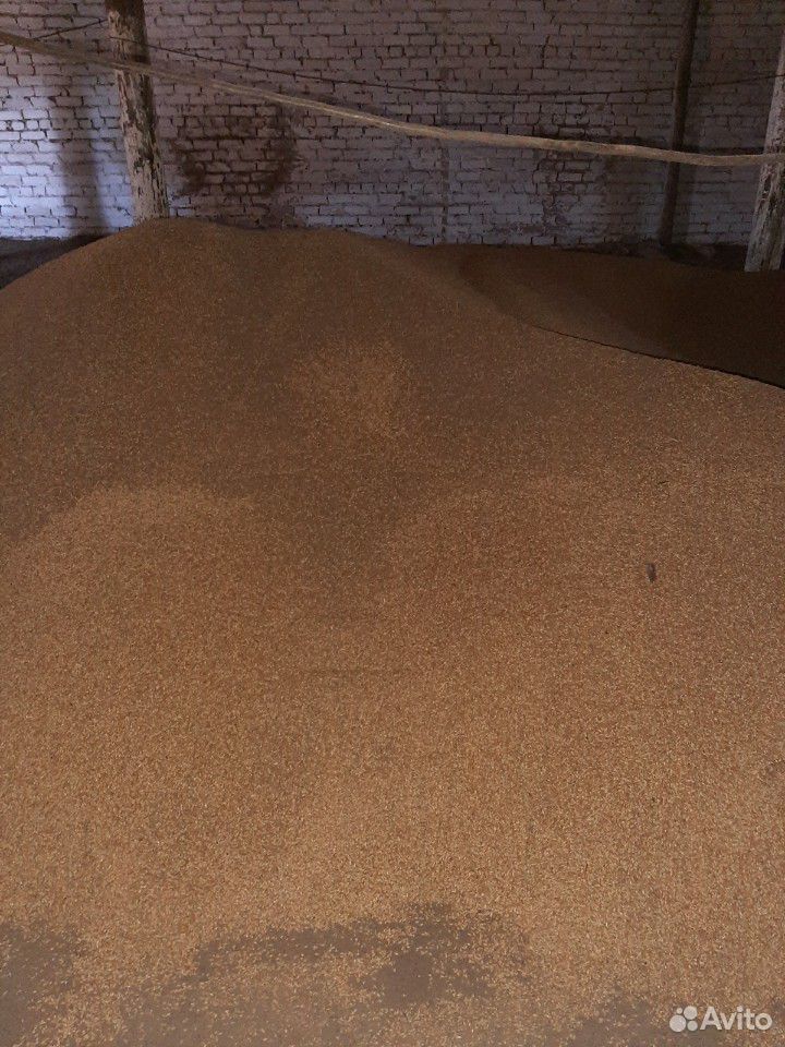 Ячмень,пшеница купить на Зозу.ру - фотография № 1
