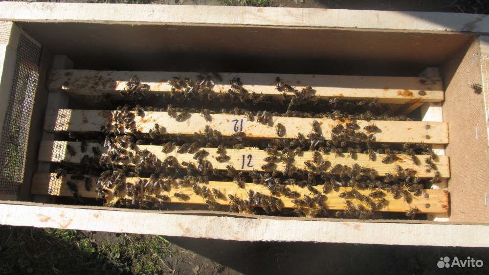 Пакеты пчёл купить на Зозу.ру - фотография № 1