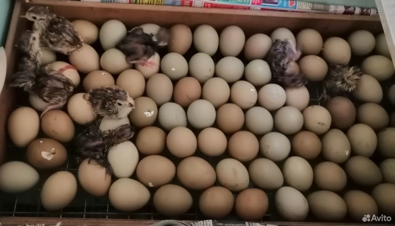 Инкубационное яйцо фазана купить. Яйцо фазана. Фазаньи яйца цена. Покажи яйцо фазана. Сколько стоит яйцо фазана.