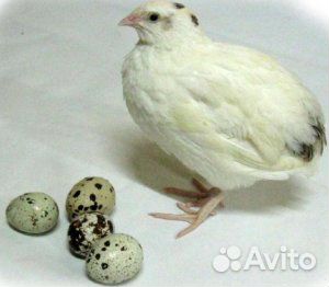 Перепёлки,яйца перепелиное купить на Зозу.ру - фотография № 1