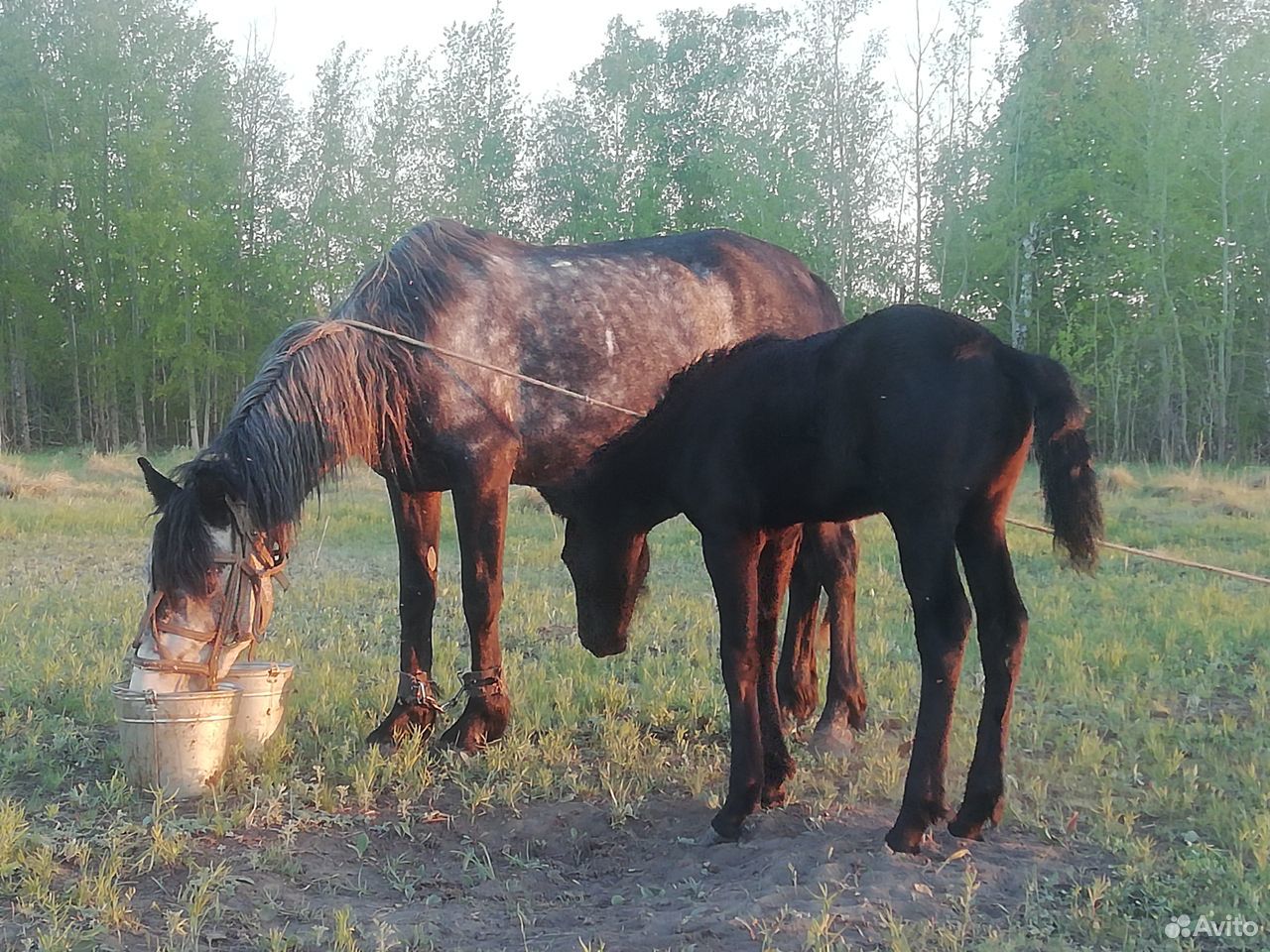 Продам лошадь с жерибенком купить на Зозу.ру - фотография № 4