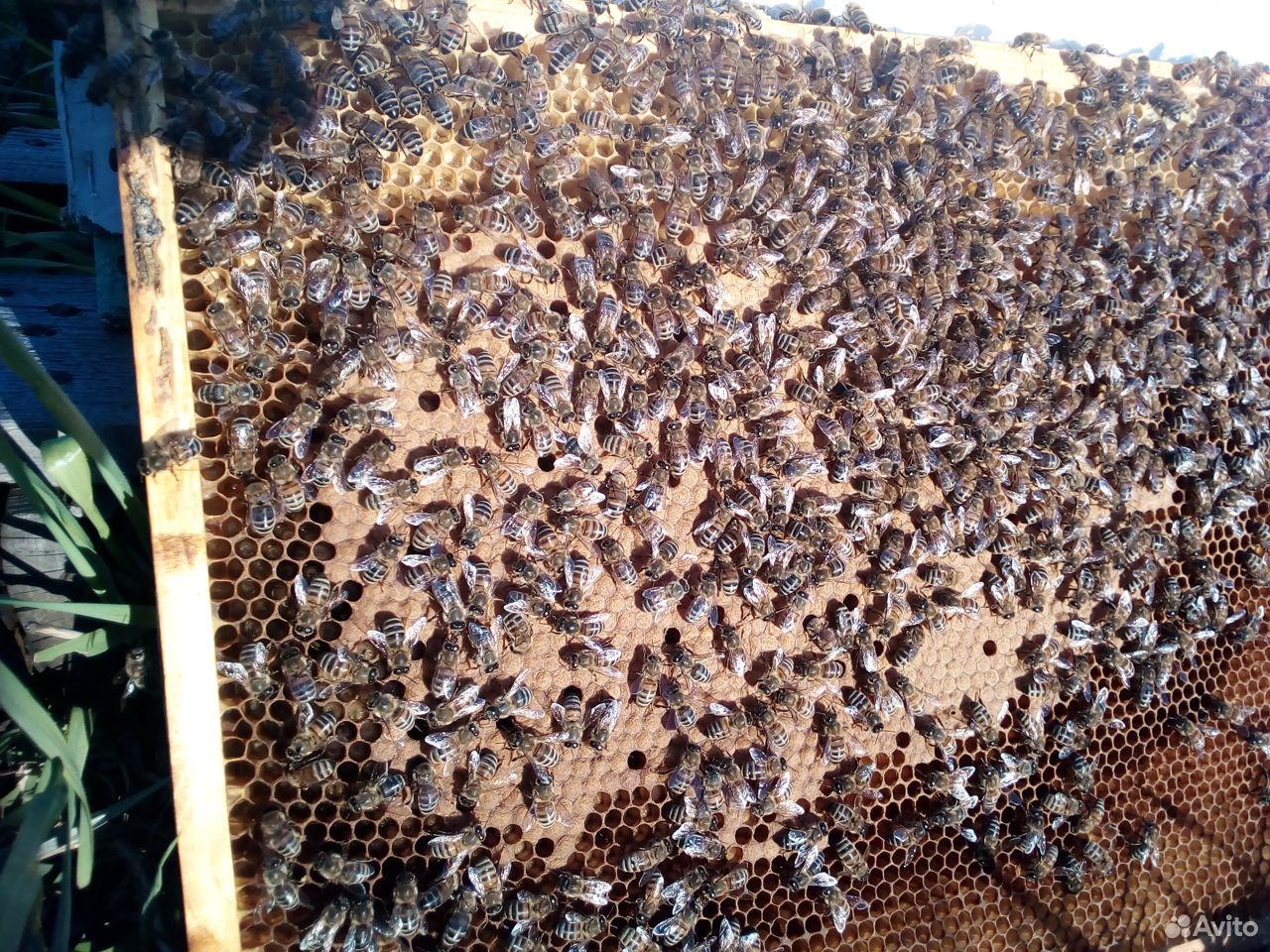 Пчелопакеты,Пчелосемьи Карника и Бакфаст купить на Зозу.ру - фотография № 5