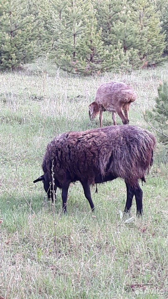 Овцы курдючные с ягнятами эдильбаевской породы купить на Зозу.ру - фотография № 3