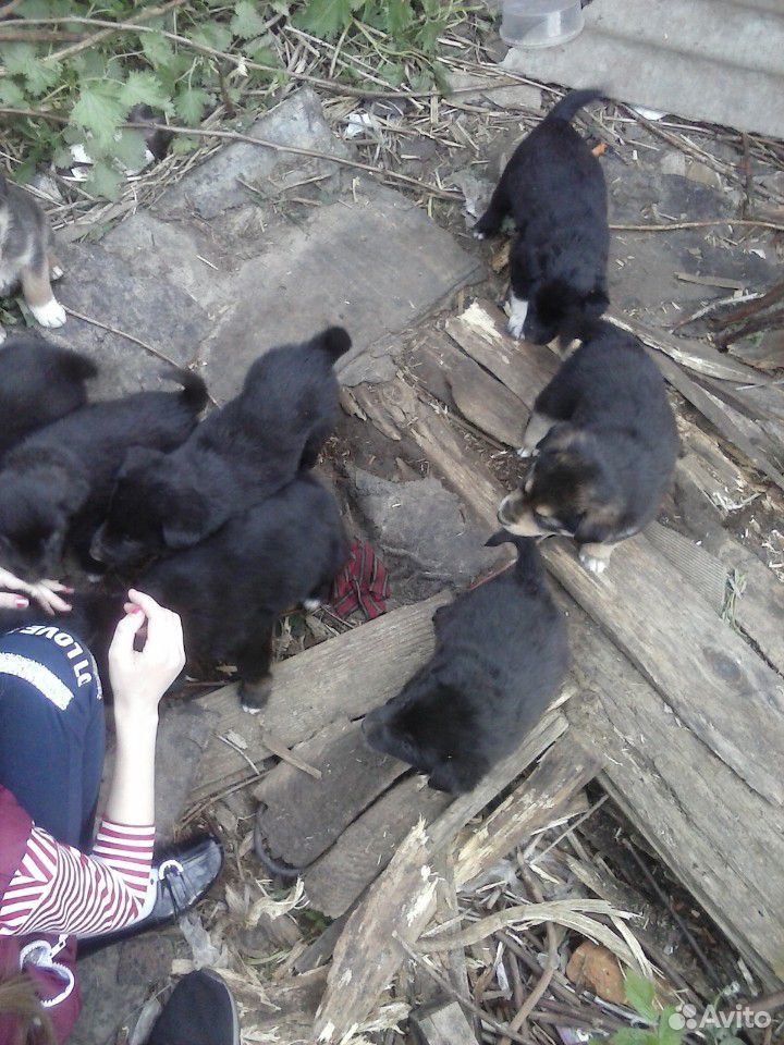 Собачки ищут хозяев купить на Зозу.ру - фотография № 3