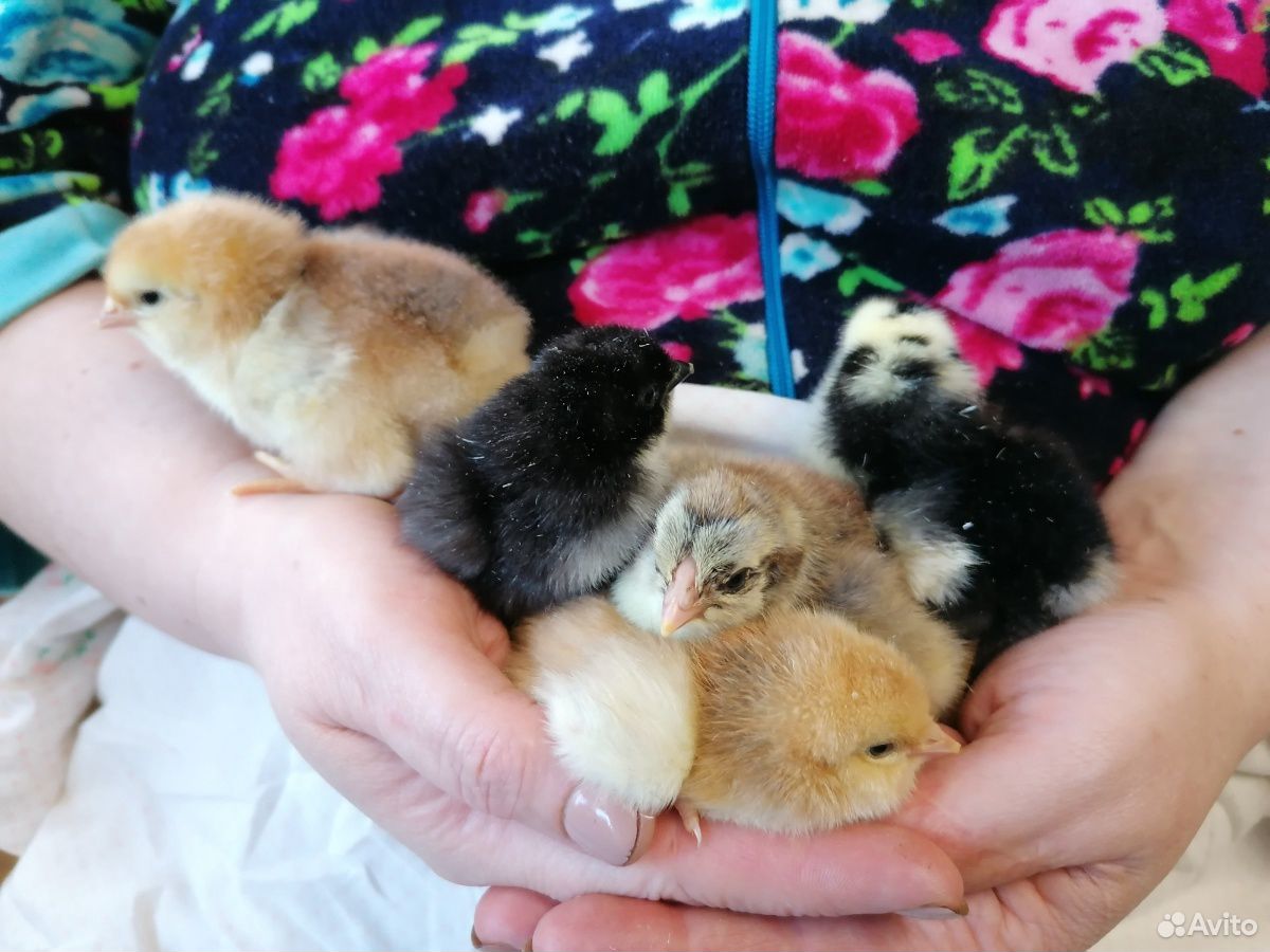 Инкубационные яйца, куры, цыплята купить на Зозу.ру - фотография № 10