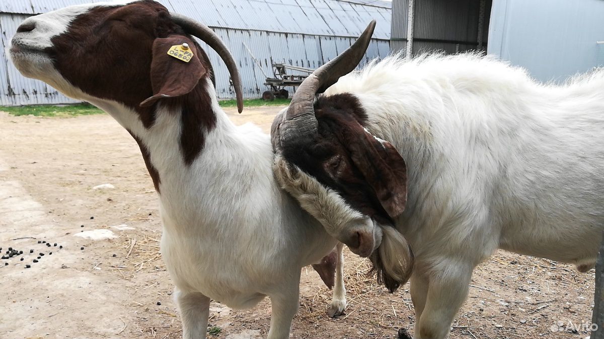 Бурские(Boer goat) козёл и коза купить на Зозу.ру - фотография № 2