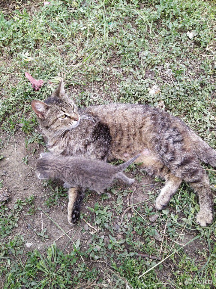 Кошка с котёноком купить на Зозу.ру - фотография № 3