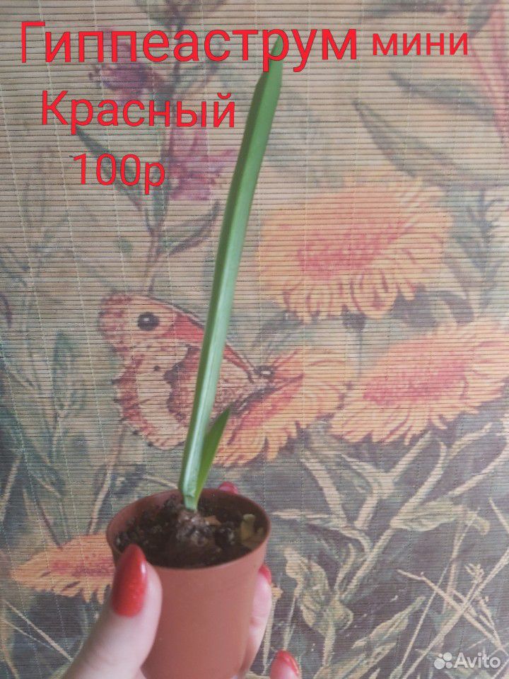 Комнатные растения купить на Зозу.ру - фотография № 8