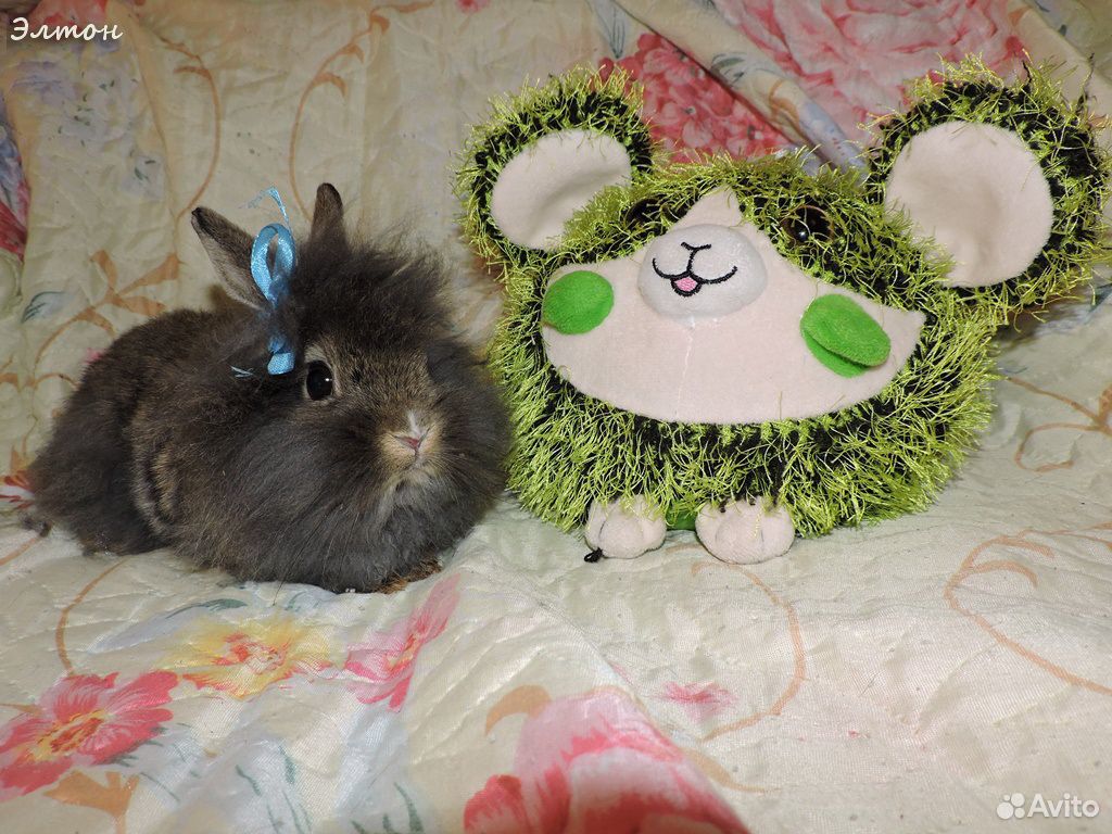 Милый пушистый питомец декоративный кролик купить на Зозу.ру - фотография № 8