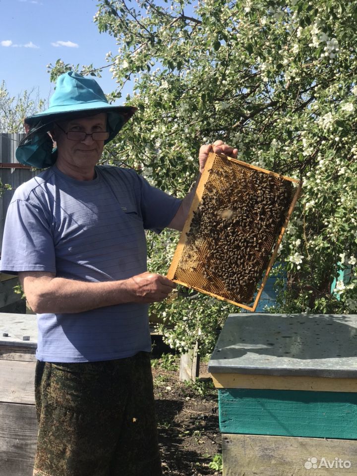 Пчёлы мёд ульи купить на Зозу.ру - фотография № 1