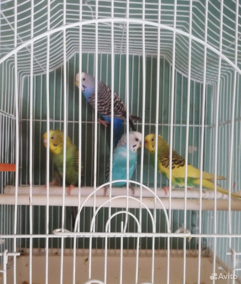 2 пары попугаев мж купить на Зозу.ру - фотография № 5