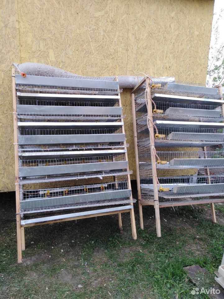 Брудэры, клетки для птицы купить на Зозу.ру - фотография № 6