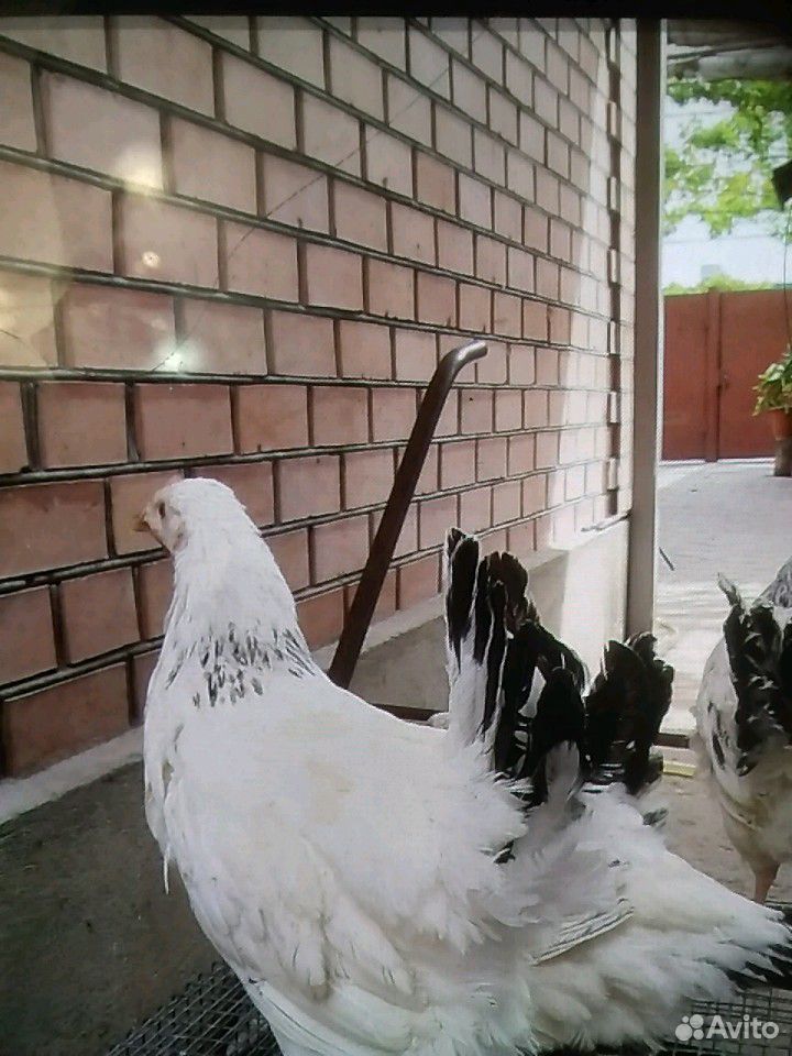 Цыпленок купить на Зозу.ру - фотография № 5