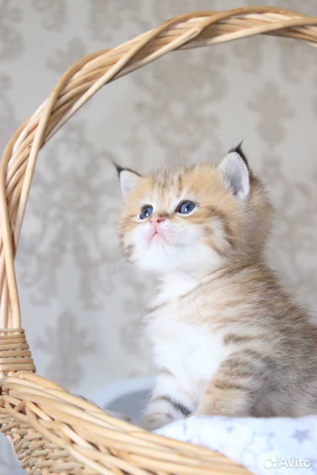 Кот золотая шиншилла купить на Зозу.ру - фотография № 3