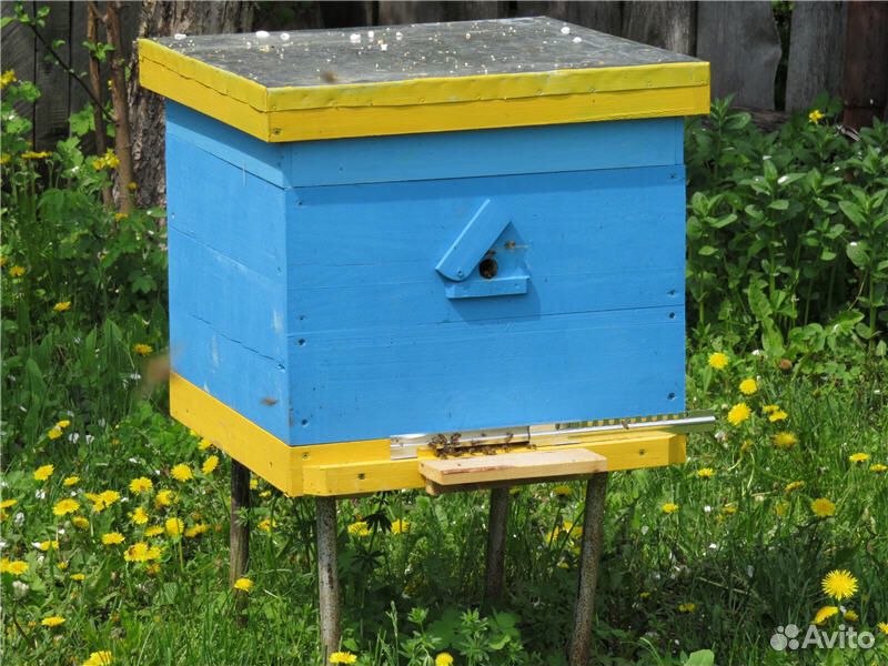 Пчелиная семья купить на Зозу.ру - фотография № 1