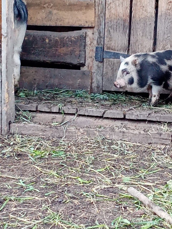 Вьетнамские свиньи купить на Зозу.ру - фотография № 2