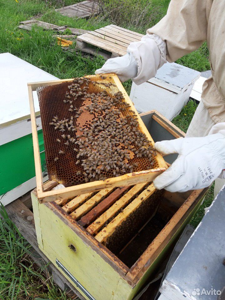 Пчелы, пчелосемьи и пчелопакеты Карпатка купить на Зозу.ру - фотография № 3