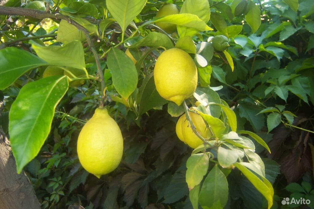 Продам лимоны купить на Зозу.ру - фотография № 1