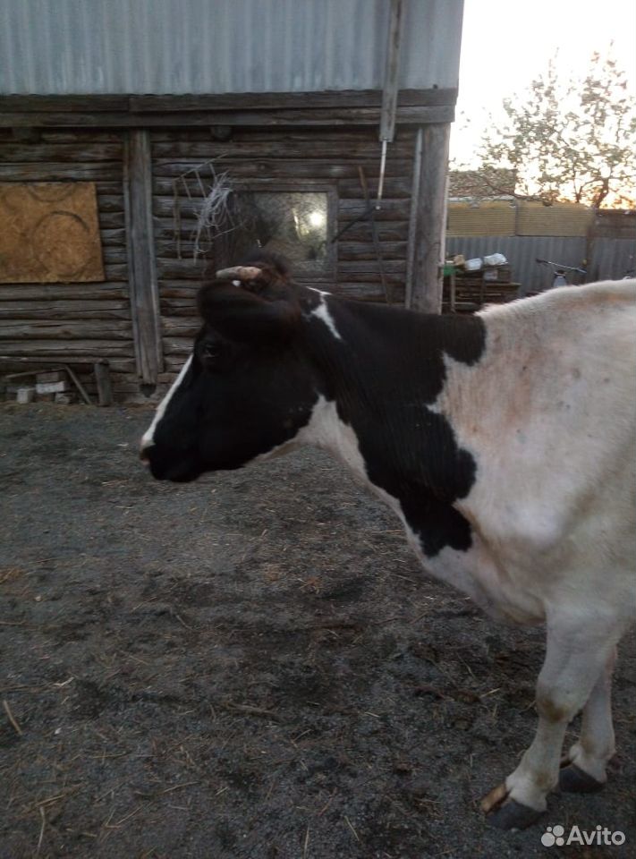 Корова молочная,телочка и бычок купить на Зозу.ру - фотография № 2